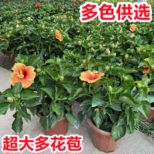 大红花盆栽木槿朱槿扶桑花卉阳台庭院花园四季开花不断多色绿植物