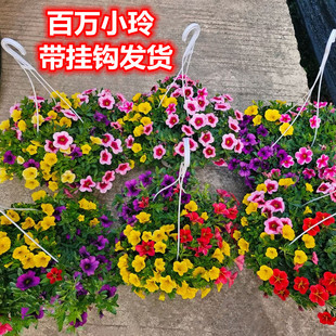 百万小玲吊篮舞春花盆栽带花苞阳台花卉开花勤快庭院绿植花园植物