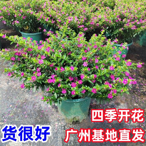 满天星盆栽日本星花带花苞庭