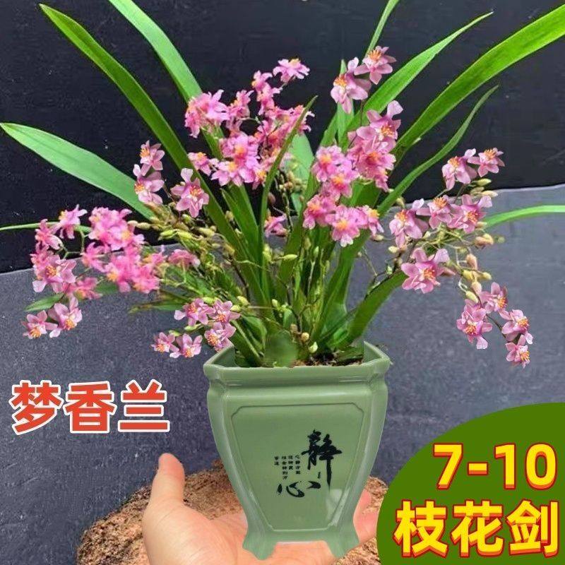 梦香兰盆栽带花剑光宗粉浓香型文心兰花跳舞兰桌面绿植带香味花卉,鲜花速递/花卉仿真/绿植园艺,国兰/杂交兰/洋兰类,淘宝优惠券,粉丝福利购,淘宝优惠卷