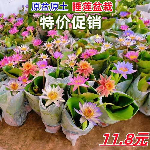 睡莲盆栽碗莲带花苞庭院水池植物