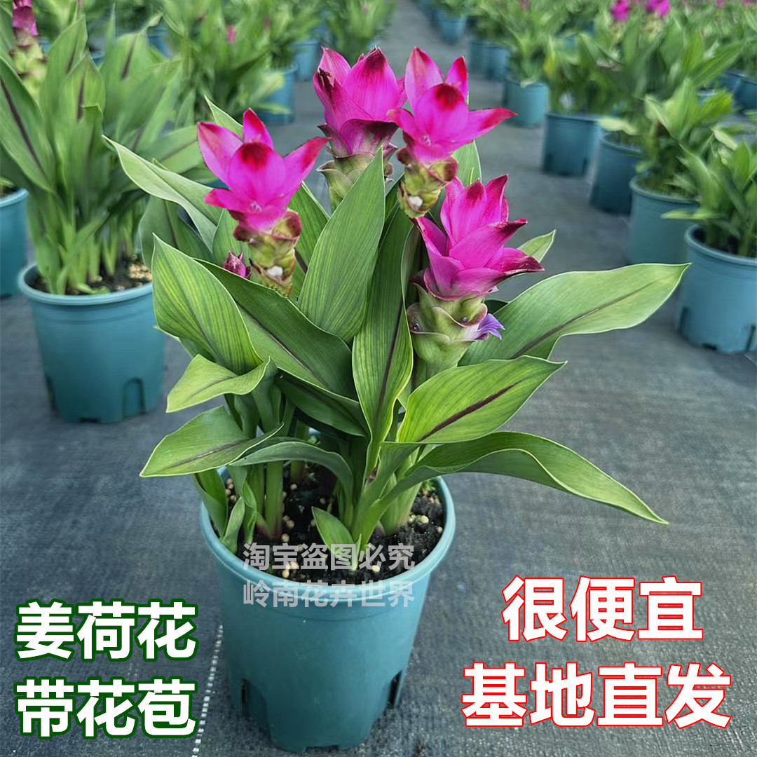姜荷花带花苞花卉盆栽室内阳台庭院四季开花不断耐热绿植易养植物