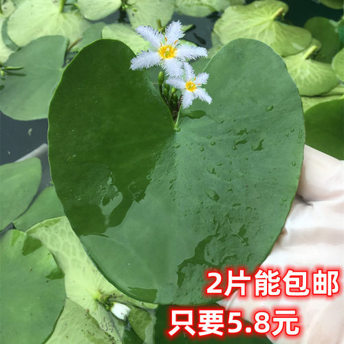 绿植一叶莲造景水生花卉