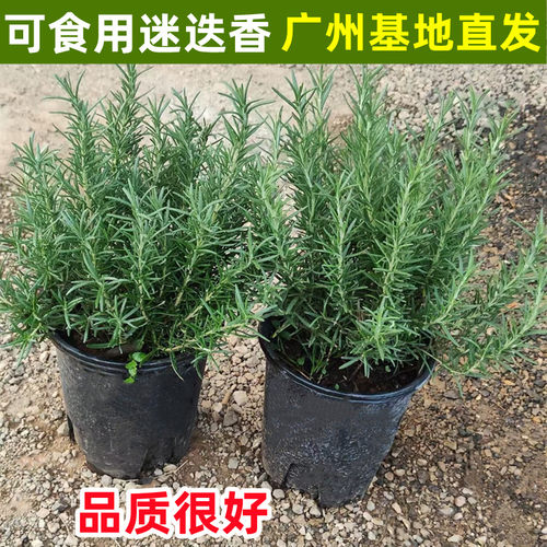 迷迭香盆栽可食用煎牛排迷迭香苗