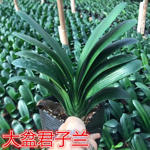 君子兰圆头开花四季常青绿植盆栽