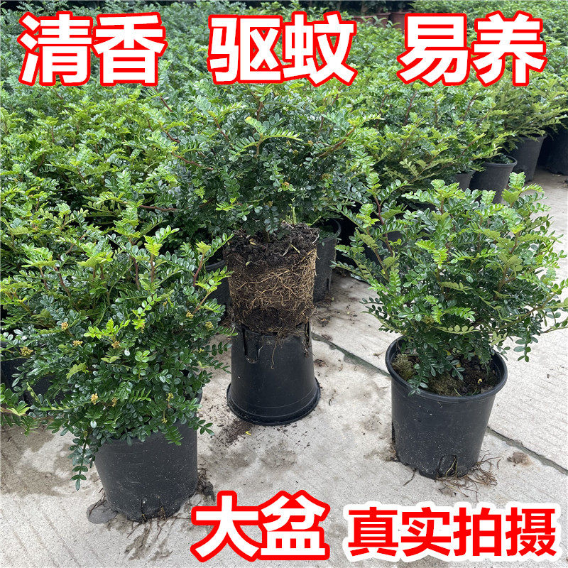 清香木盆栽带香味驱蚊草胡椒木植物绿植净化空气防虫吸甲醛防辐射