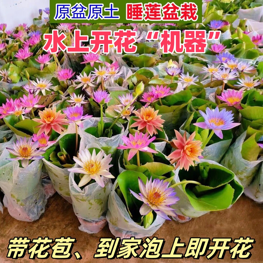 睡莲盆栽碗莲香水睡莲苗带花苞庭院鱼缸花卉鱼池水生水植物荷花