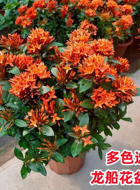 龙船花盆栽带苞四季开花庭院花镜