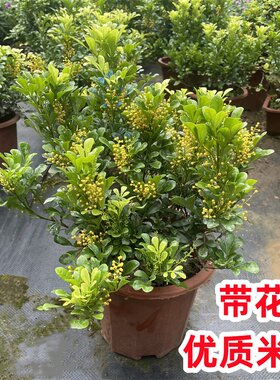 米兰盆栽带花苞带香味四季常青
