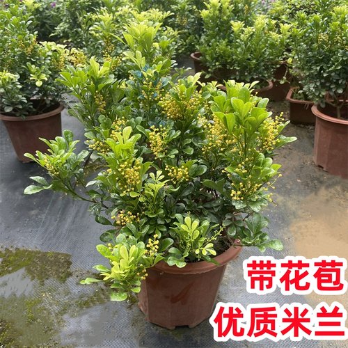 米兰盆栽带花苞带香味四季常青
