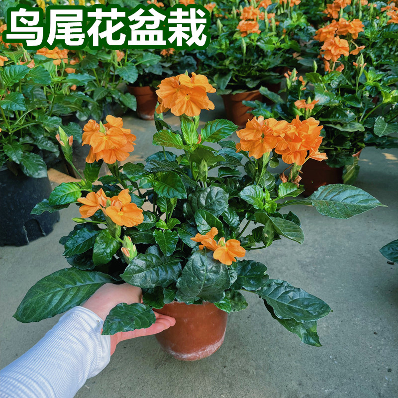 鸟尾花盆栽带花苞室内办公室四季开花不断阳台庭院耐热花卉绿植物