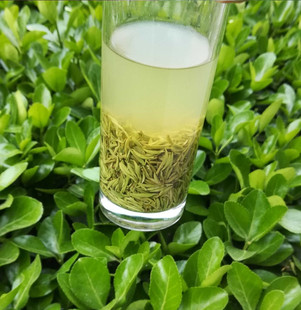 信阳毛尖明前开园头采精选米芽清香甘甜云雾高山茶农自销250g散装