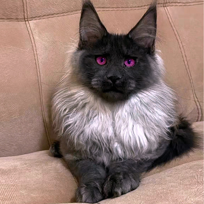 缅因猫幼猫纯种巨型赛级银虎斑缅因宠物猫活体长毛猫俄罗斯烟灰色