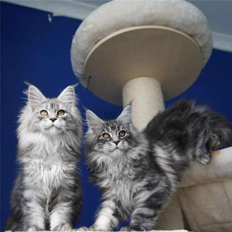 缅因猫幼猫纯种俄罗斯银虎斑缅因猫巨型猫宠物猫猫咪活体实体猫舍