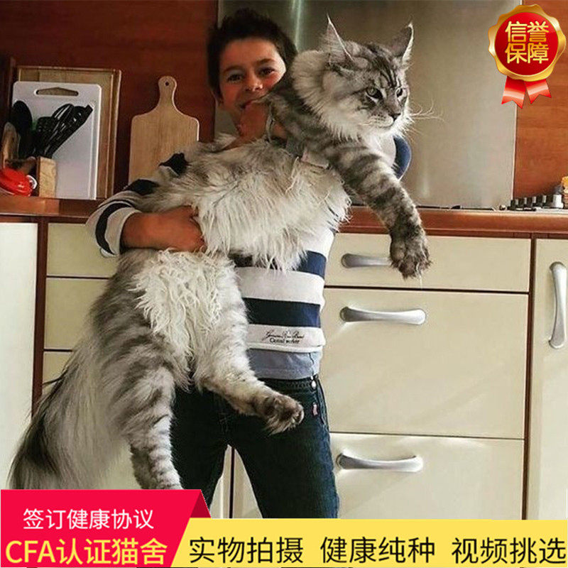 纯种缅因猫巨型库恩赛级烟灰银虎斑猫咪俄罗斯长毛宠物活体