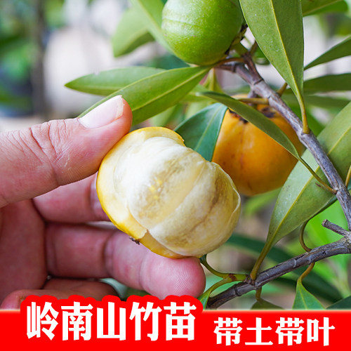 岭南山竹苗竹节果黄牙树粘牙仔