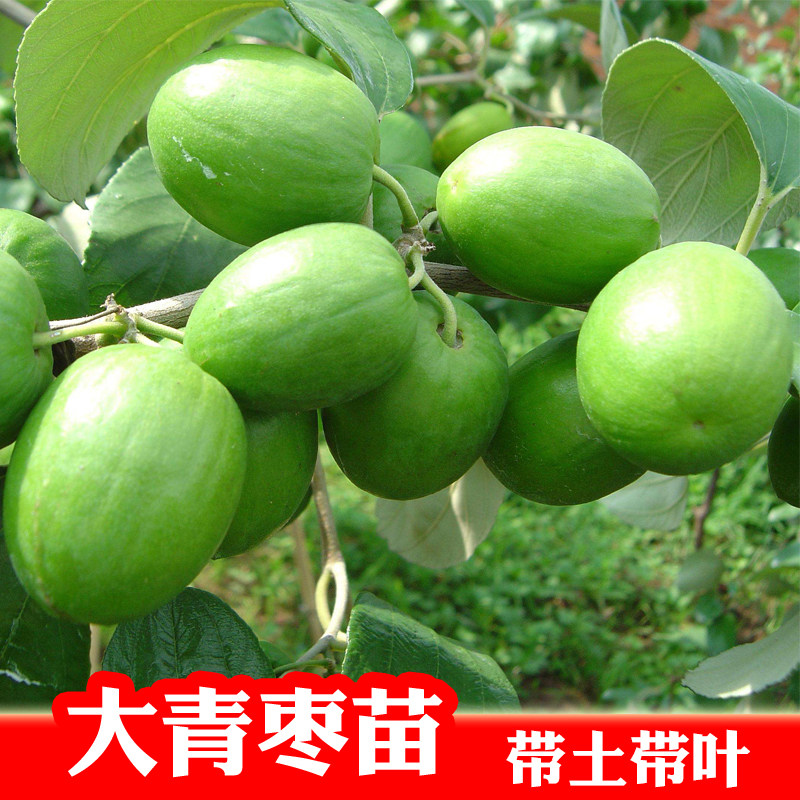 大青枣树苗 嫁接果苗金丝蜜枣苗 可盆栽地栽庭院种植当年挂果
