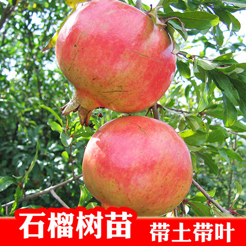 大果软籽石榴苗水果石榴树苗红石榴苗南北方庭院盆栽地栽果树苗