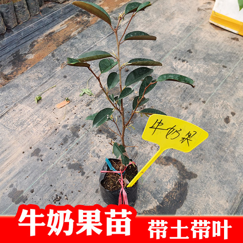 牛奶果苗青皮牛奶果星苹果热带水果苗金星果嫁接牛奶果树苗