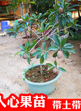 四季人心果苗嫁接大果庭院盆栽仁心果树人参果吴凤柿带果树苗地栽