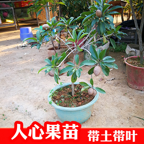 四季庭院广西带果树苗地栽