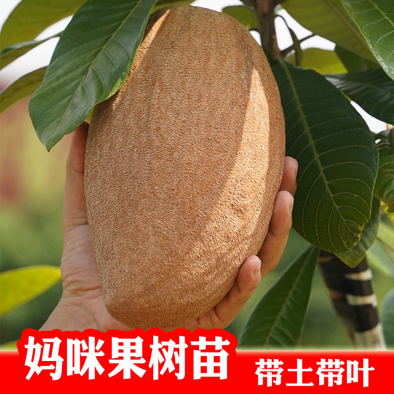 妈咪果树苗 新品种水果马梅果马米果 南方常绿可盆栽地栽庭院种植