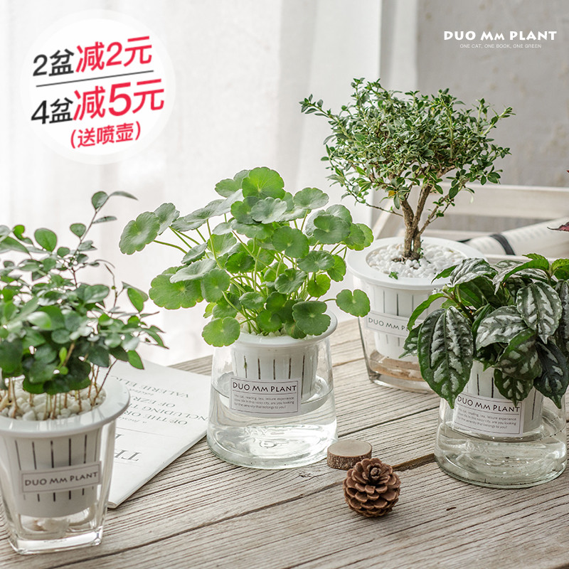 梔子花如意發財樹室內辦公室花卉植物盆栽蘆薈綠蘿水培綠植盆景