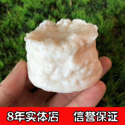 【8年实体店】100克左右 太岁肉灵芝活体 高品质 整体 母体分养