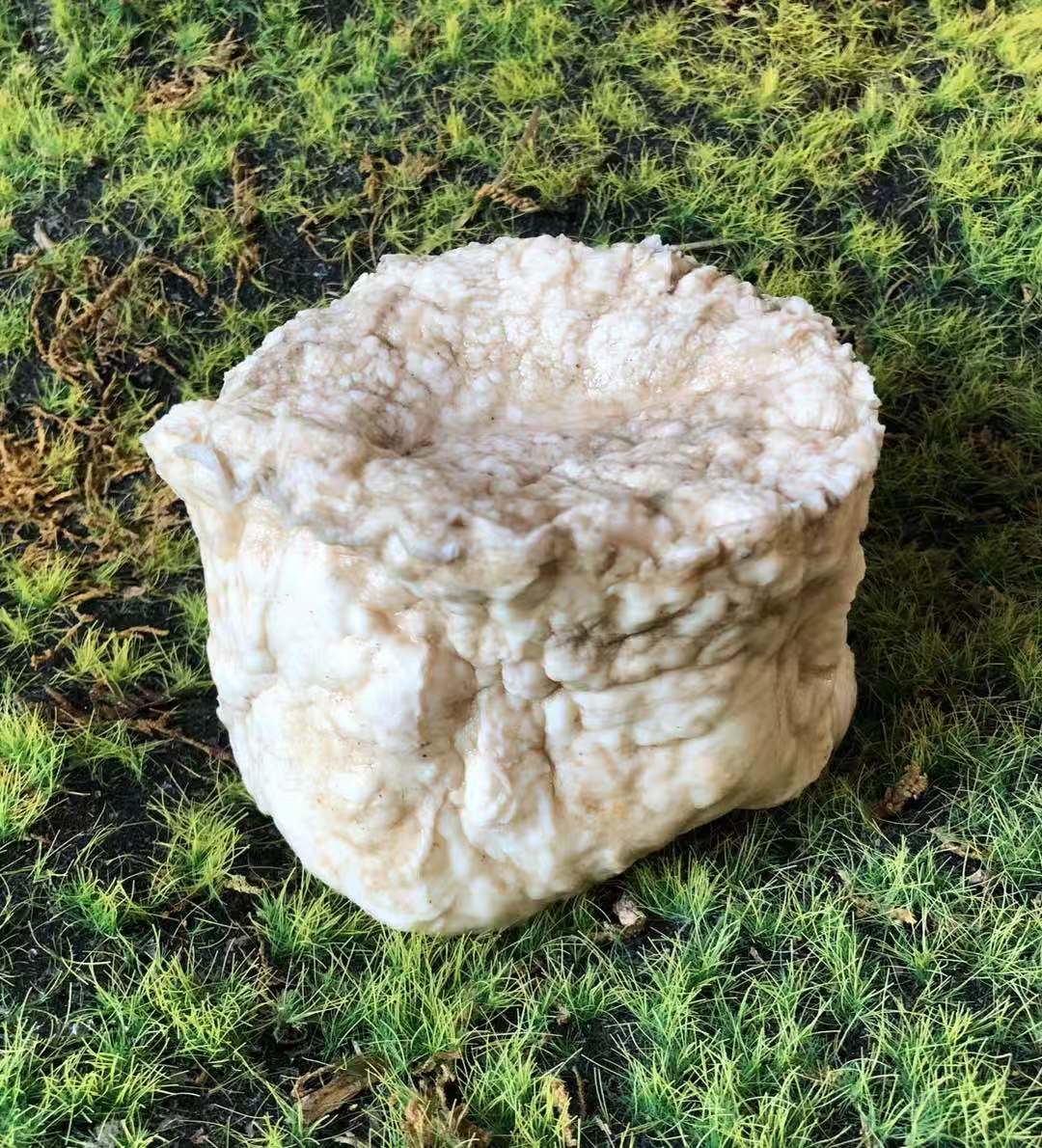 【千年精品老肉太岁】太岁 肉灵芝 活体 野生 整体 470克 皮特硬
