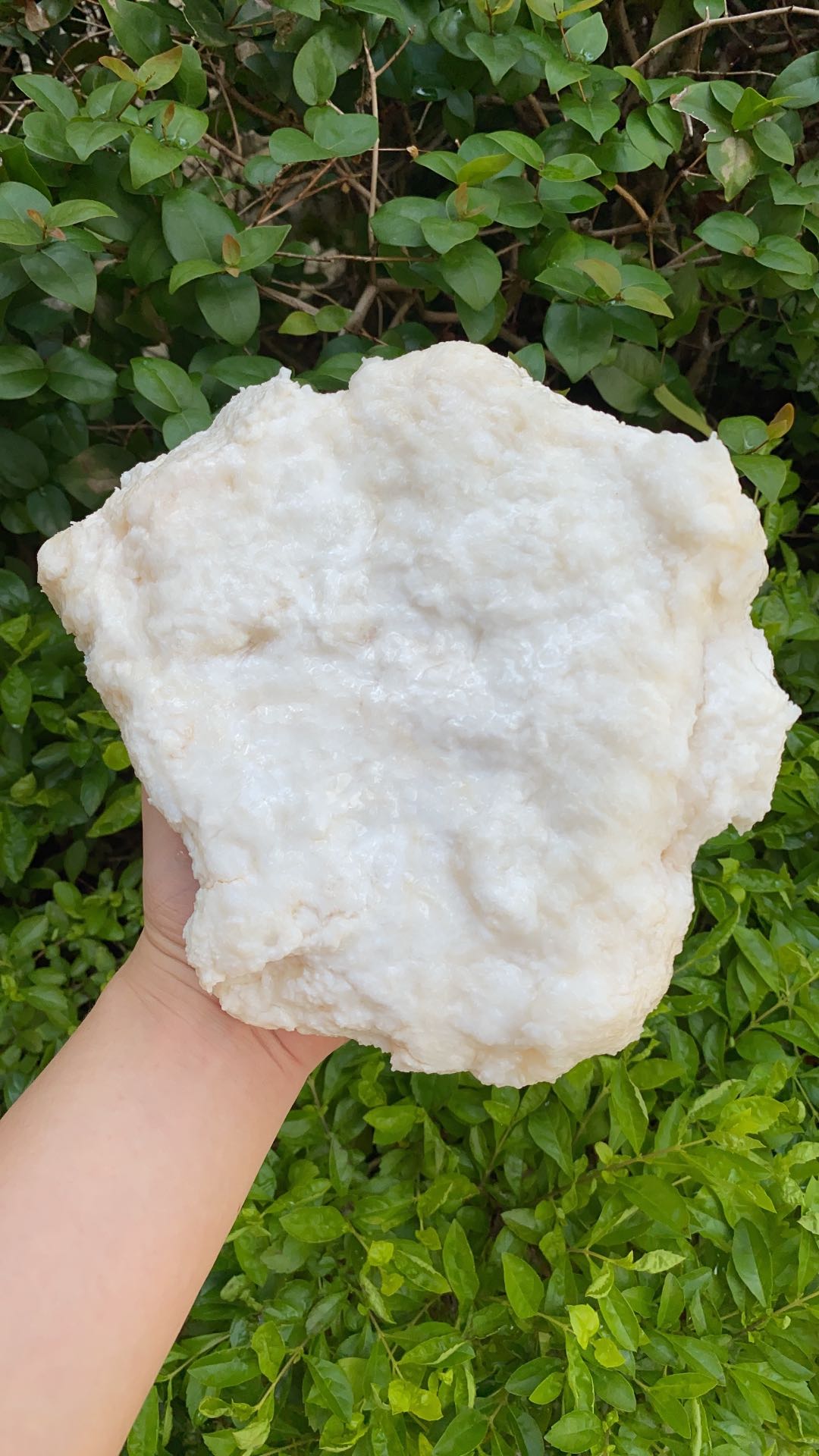 【长白山纯野生溶洞石太岁】 肉灵芝 高品质 特级白 纯天然 2.6斤