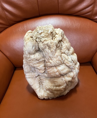 【千年老白肉太岁】肉灵芝 皱褶非常漂亮 像假山奇石一样 8.8斤