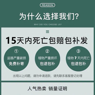 开 茉莉花苗盆栽带花苞九里香老桩驱蚊水培栀子花卉绿植物室内四季