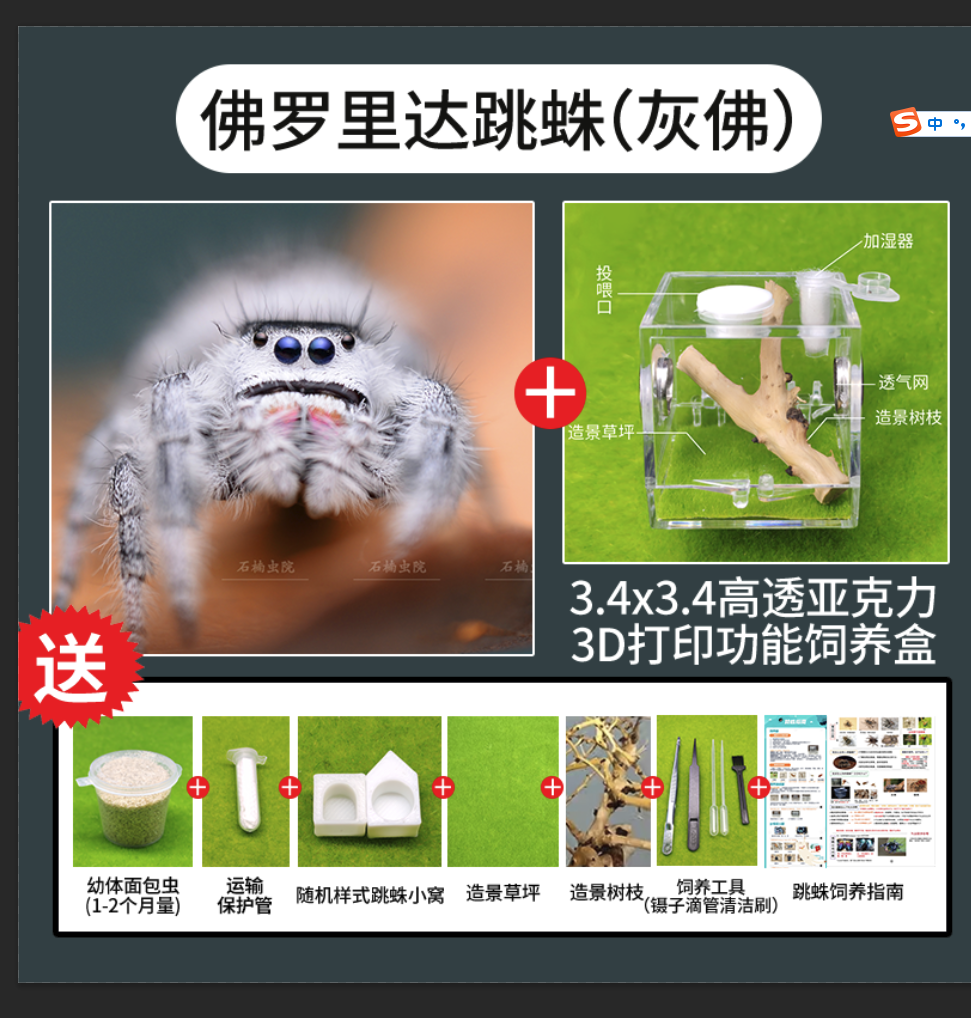 跳蛛宠物跳蛛卢卡斯宠物