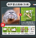 跳蛛宠物蜘蛛佛罗里达跳蛛灰佛桌面迷你好饲养卢卡斯跳蛛橙佛异宠