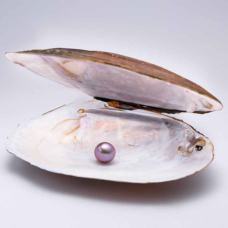 弥亚珠宝直播开蚌取珍珠现场 巨无霸珍珠爱迪生河蚌贝壳活体鲜活