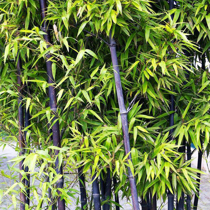 青竹苗竹子苗庭院室内阳台盆栽紫竹四季竹黄金竹耐寒四季常青