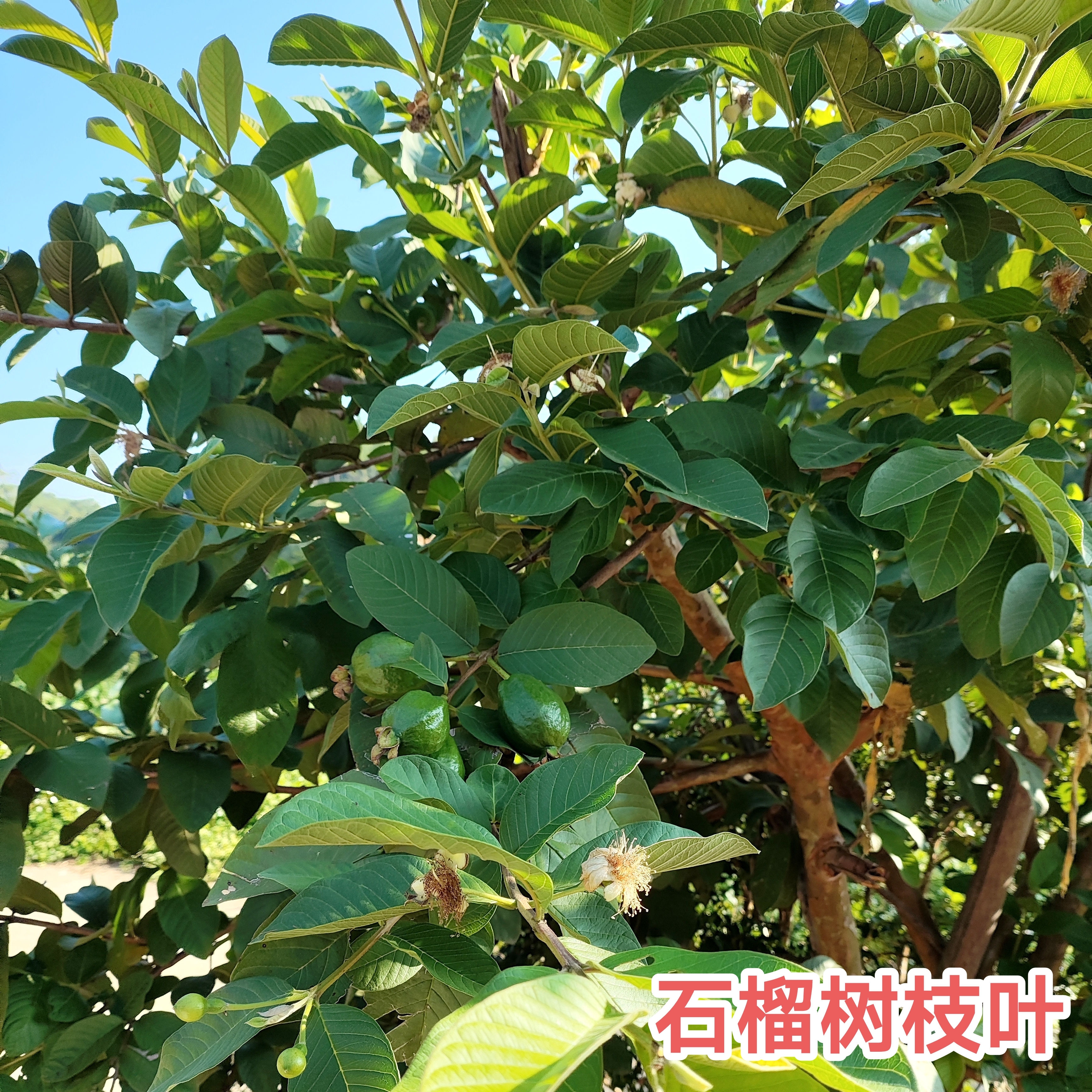 新鲜番石榴枝叶泡茶正品潘石榴红心芭乐叶现采现发番石榴干叶子茶