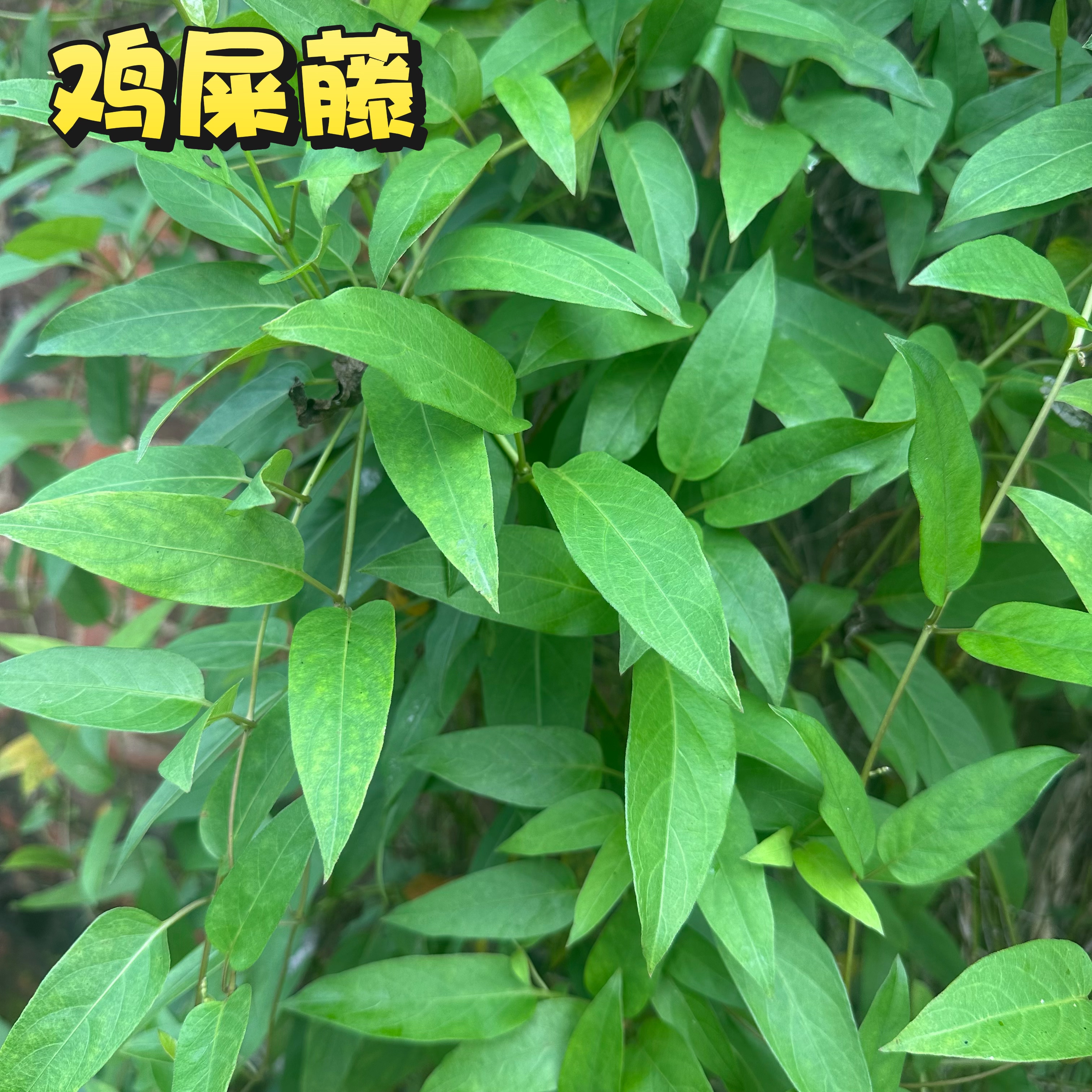 鸡屎藤新鲜 广东茂名鸡矢藤 臭藤狗屁藤糕点糖水凉粉汤品 牛皮冻