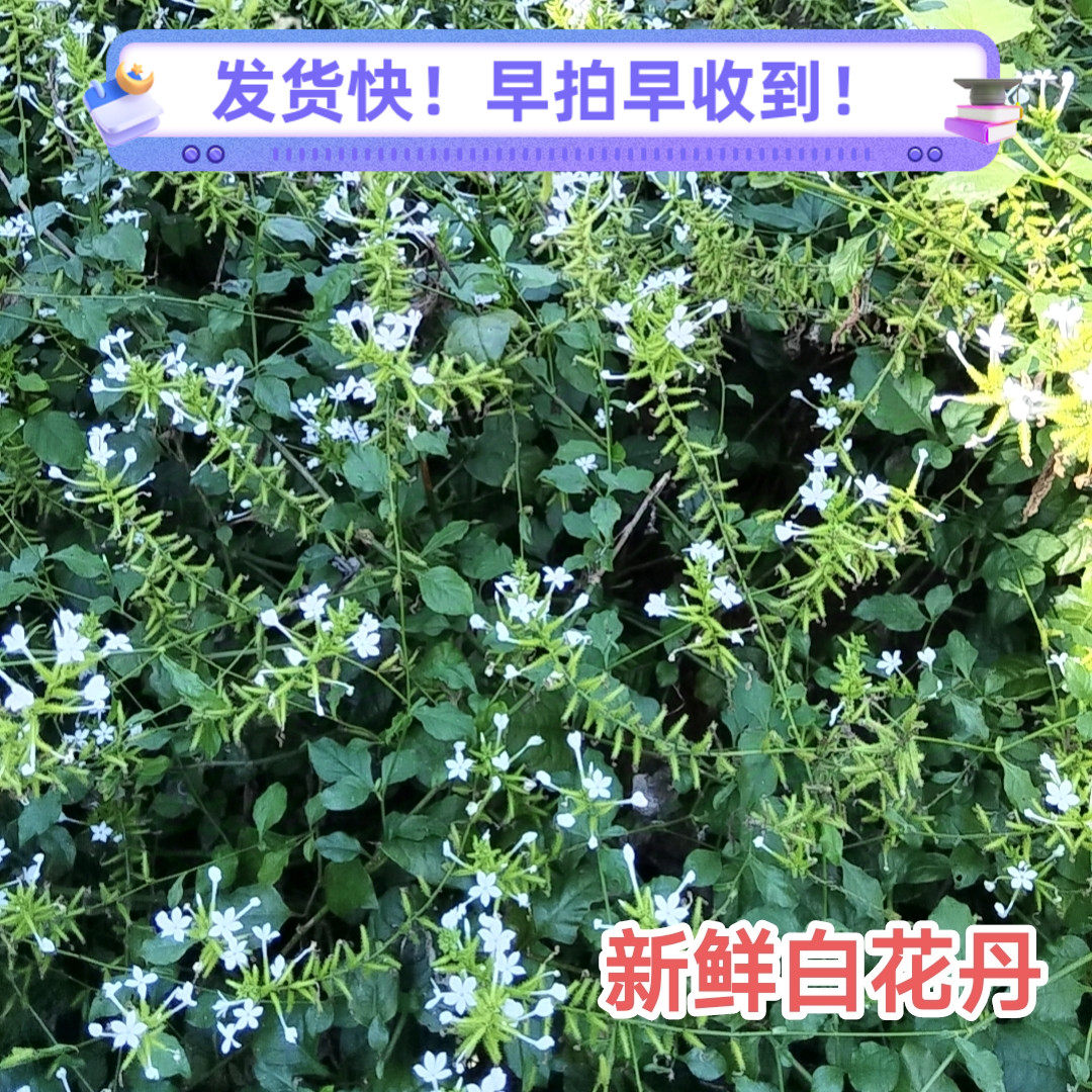 新鲜白花丹现采发白雪花白皂药 中草药一见消假茉莉枝叶 500g包邮