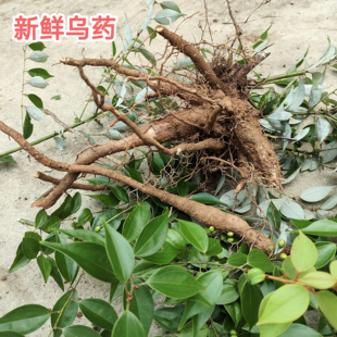 野生新鲜乌药枝叶天台乌药樟矮纯樟根铜钱树细叶香桂樟铜钱柴包邮