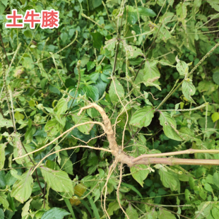 新鲜倒扣草 现采土牛膝 全棵带根广东中草药材牛七牛土牛漆 包邮
