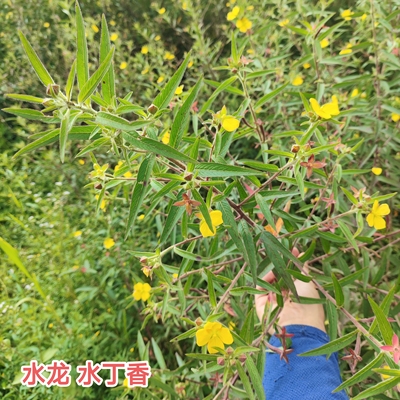 现采毛草龙新鲜水丁香 广东茂名草里金钗针筒刺 水秧草中草药包邮