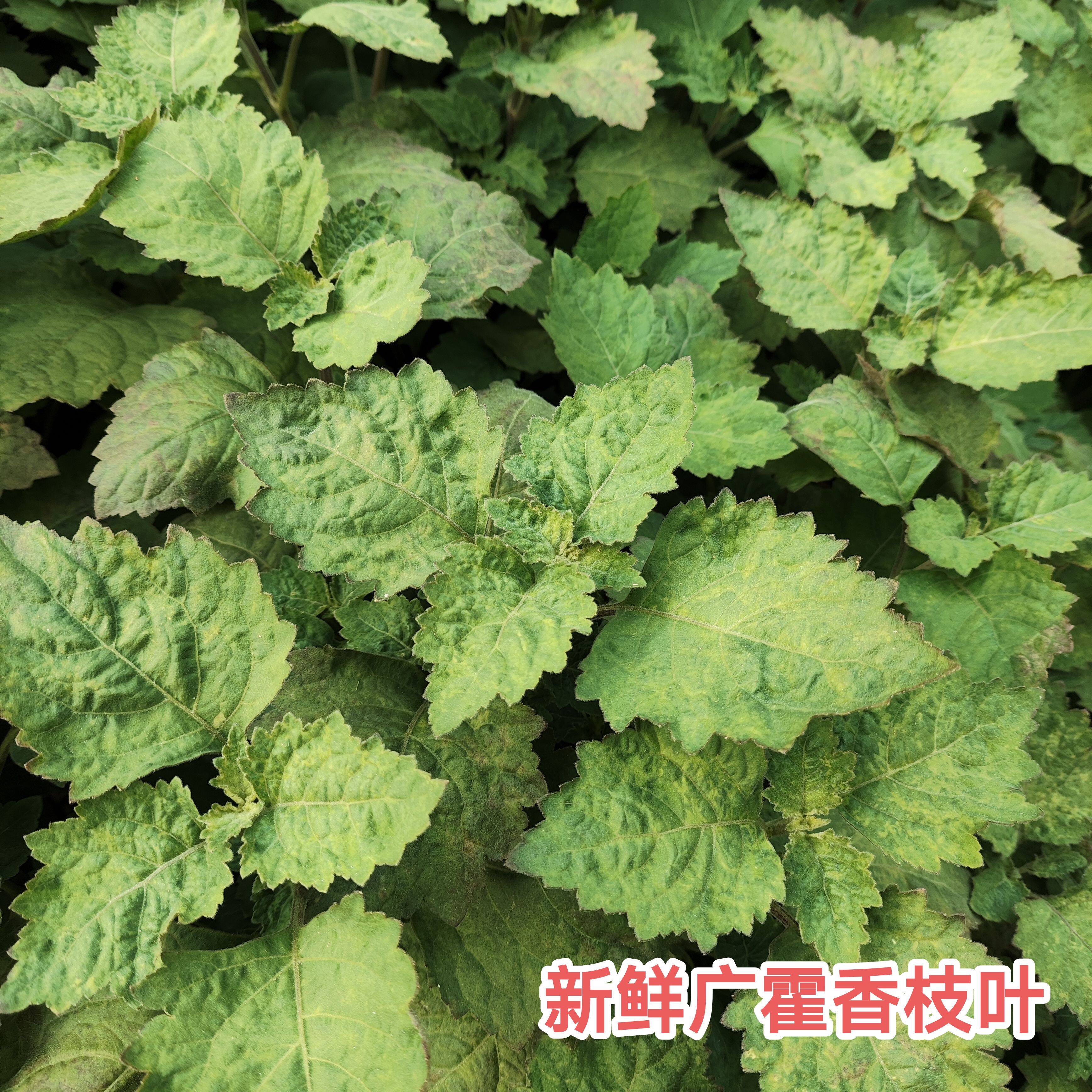 新鲜广藿香枝叶广藿香广东茂名正品中药材广藿香茶  现摘现发包邮