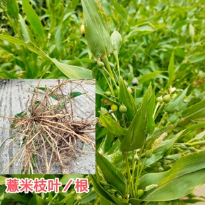 山间原生现挖薏苡根 尿珠子根薏米根 草珠子枝叶六谷迷五谷根包邮