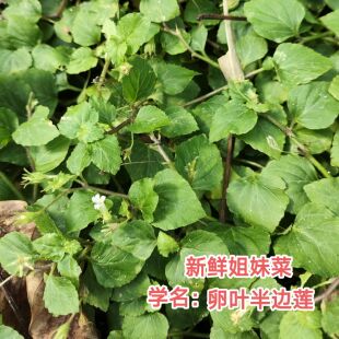 新鲜姐妹菜月经不调草药中药卵叶半边莲旱田草山冷草量多量少土方