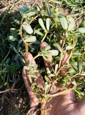 新鲜马齿苋马齿菜 广东茂名肥肉苋老鼠耳马蜂菜 长命菜长寿菜包邮
