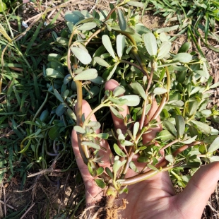 新鲜马齿苋马齿菜 广东茂名肥肉苋老鼠耳马蜂菜 长命菜长寿菜包邮