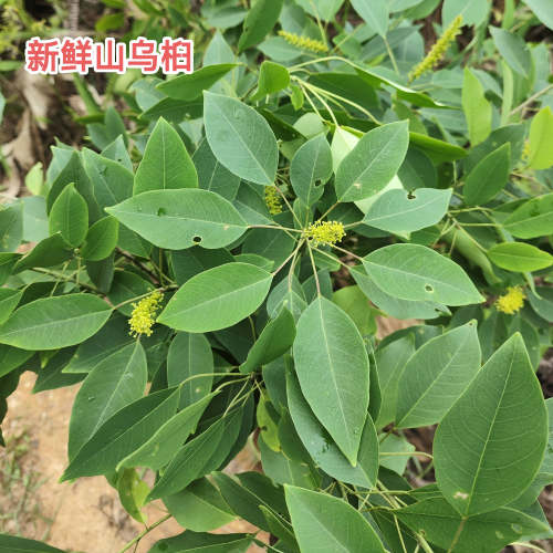 新鲜山乌桕枝叶红心桕红叶乌桕山柳乌柏树叶现采皮肤痒中草药包邮