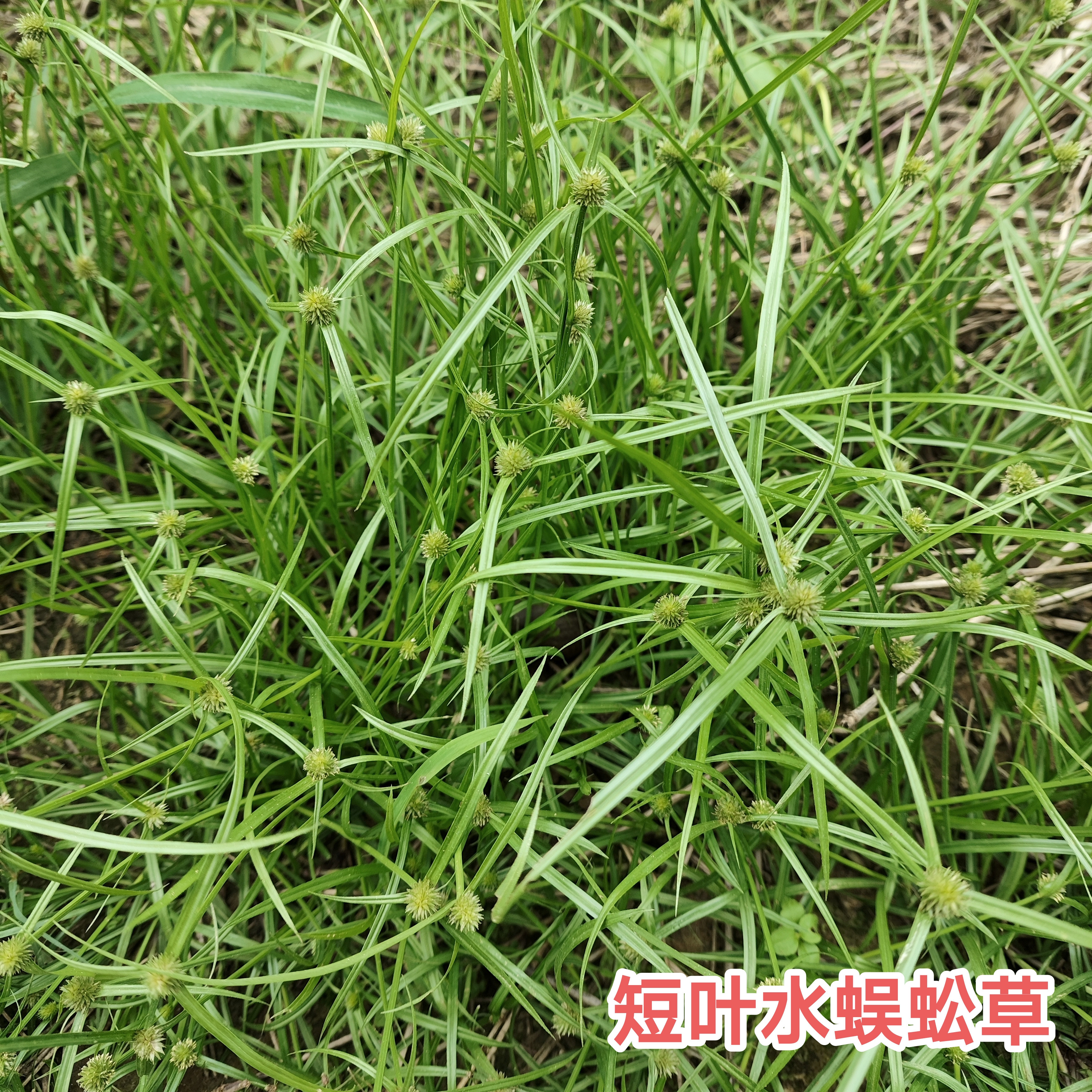 新鲜现采现发无头厚香散寒草短叶水蜈蚣三荚草广东茂名青草药包邮