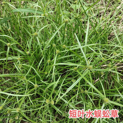 新鲜现采现发无头厚香散寒草短叶水蜈蚣三荚草广东茂名青草药包邮